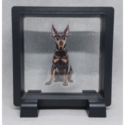 Dobermann - Vierkante Zwarte Display 9x9 met honden sticker