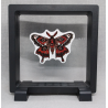 Moth - Vierkante Zwarte Display 11x11 met nacht sticker